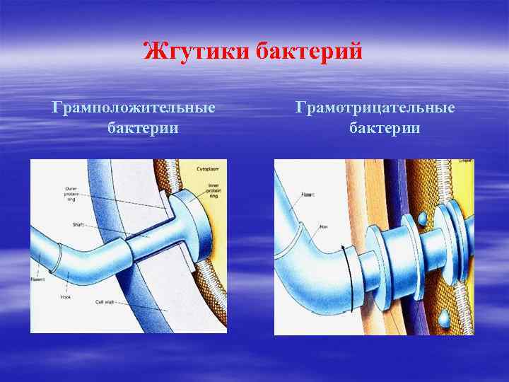 Жгутики бактерий Грамположительные бактерии Грамотрицательные бактерии 
