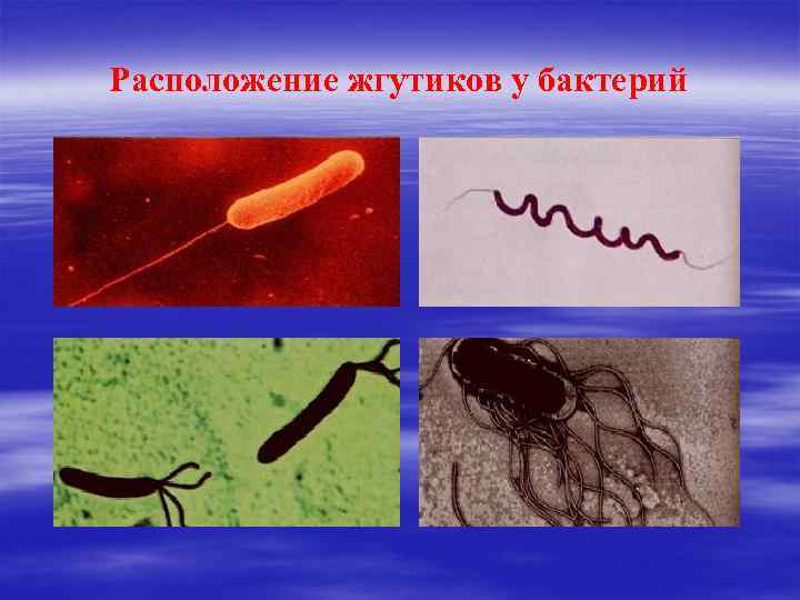 Расположение жгутиков у бактерий 