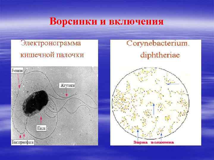 Ворсинки и включения 