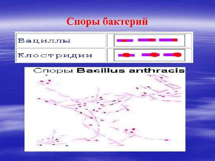 Споры бактерий 