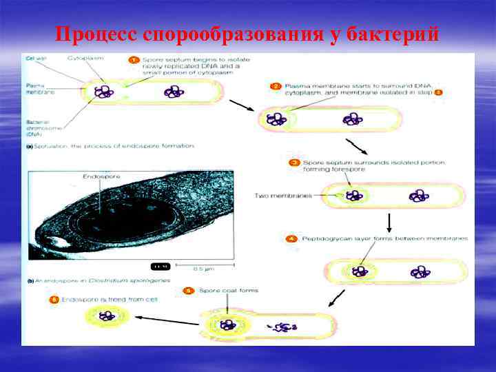 Процесс спорообразования у бактерий 