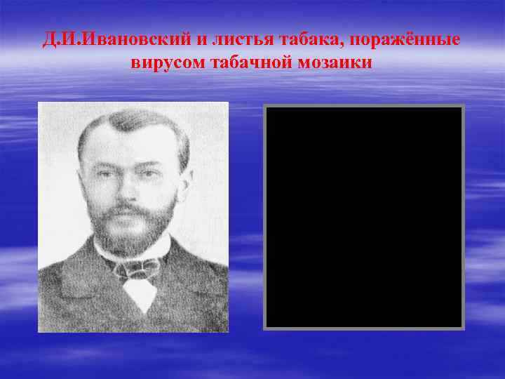 Д. И. Ивановский и листья табака, поражённые вирусом табачной мозаики 