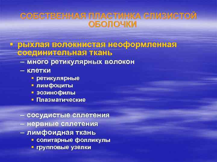 СОБСТВЕННАЯ ПЛАСТИНКА СЛИЗИСТОЙ ОБОЛОЧКИ § рыхлая волокнистая неоформленная соединительная ткань – много ретикулярных волокон