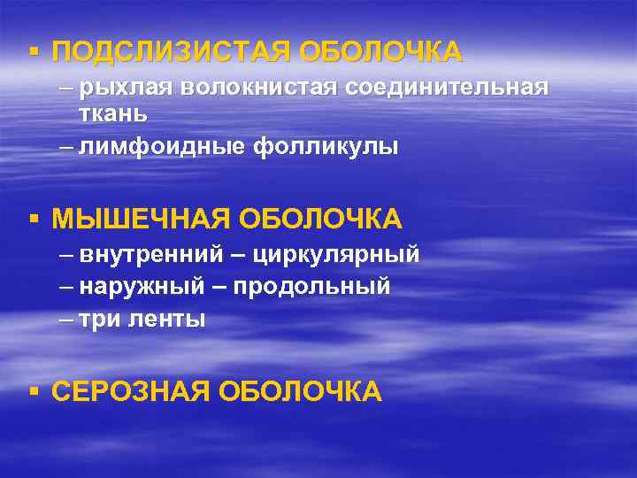 § ПОДСЛИЗИСТАЯ ОБОЛОЧКА – рыхлая волокнистая соединительная ткань – лимфоидные фолликулы § МЫШЕЧНАЯ ОБОЛОЧКА