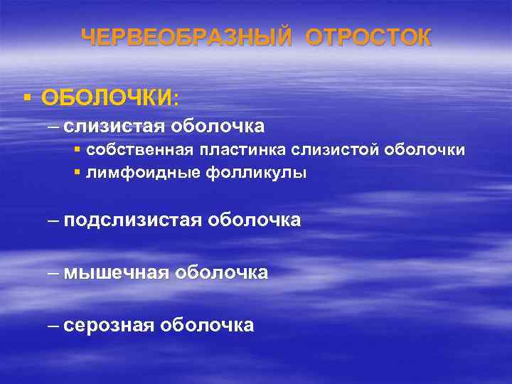 ЧЕРВЕОБРАЗНЫЙ ОТРОСТОК § ОБОЛОЧКИ: – слизистая оболочка § собственная пластинка слизистой оболочки § лимфоидные