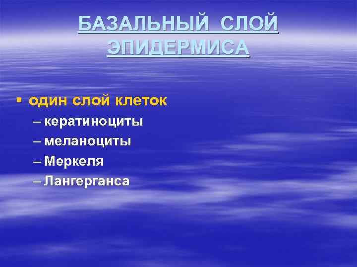 БАЗАЛЬНЫЙ СЛОЙ ЭПИДЕРМИСА § один слой клеток – кератиноциты – меланоциты – Меркеля –