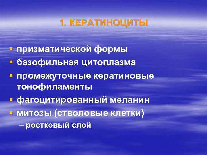 1. КЕРАТИНОЦИТЫ § § § призматической формы базофильная цитоплазма промежуточные кератиновые тонофиламенты § фагоцитированный