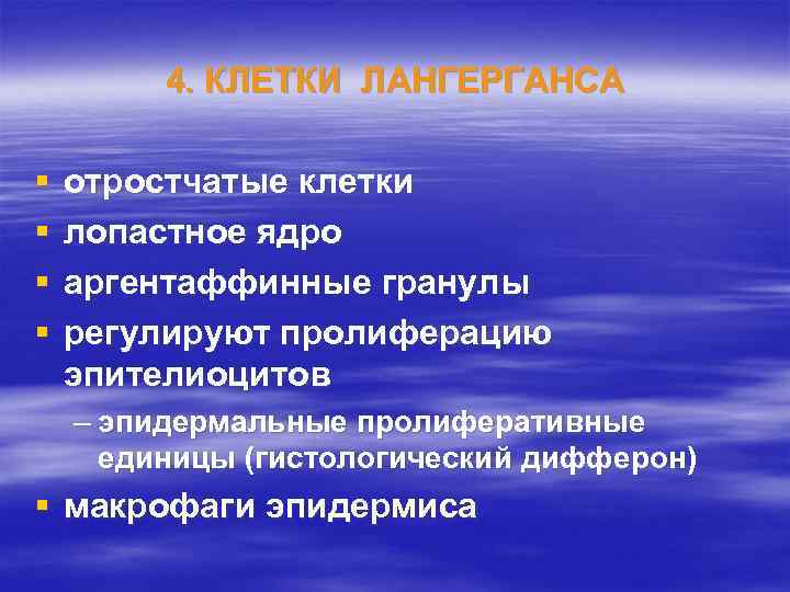 4. КЛЕТКИ ЛАНГЕРГАНСА § § отростчатые клетки лопастное ядро аргентаффинные гранулы регулируют пролиферацию эпителиоцитов