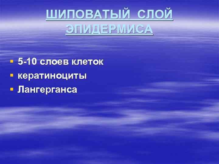 ШИПОВАТЫЙ СЛОЙ ЭПИДЕРМИСА § § § 5 -10 слоев клеток кератиноциты Лангерганса 