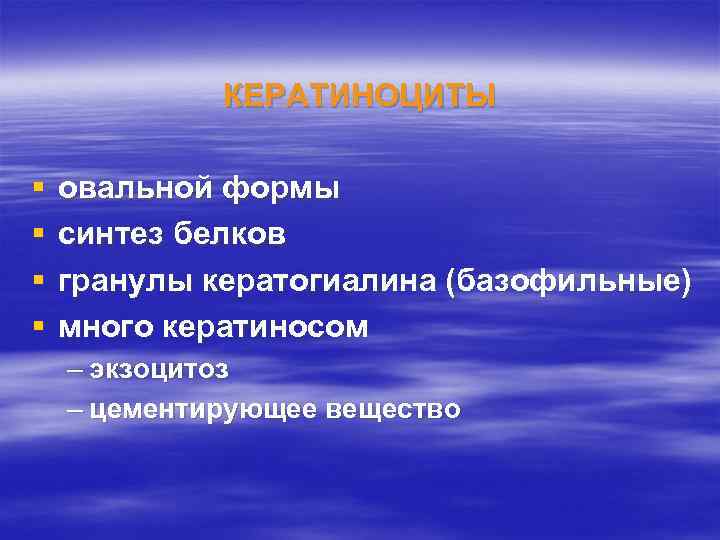 КЕРАТИНОЦИТЫ § § овальной формы синтез белков гранулы кератогиалина (базофильные) много кератиносом – экзоцитоз