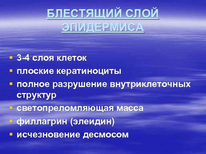 БЛЕСТЯЩИЙ СЛОЙ ЭПИДЕРМИСА § § § 3 -4 слоя клеток плоские кератиноциты полное разрушение