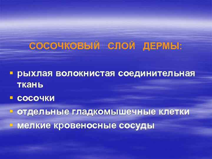 СОСОЧКОВЫЙ СЛОЙ ДЕРМЫ: § рыхлая волокнистая соединительная ткань § сосочки § отдельные гладкомышечные клетки