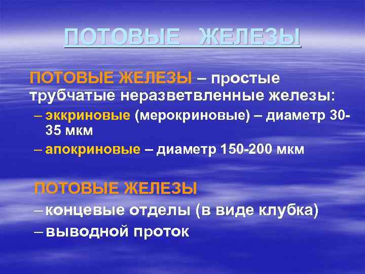 ПОТОВЫЕ ЖЕЛЕЗЫ – простые трубчатые неразветвленные железы: – эккриновые (мерокриновые) – диаметр 3035 мкм