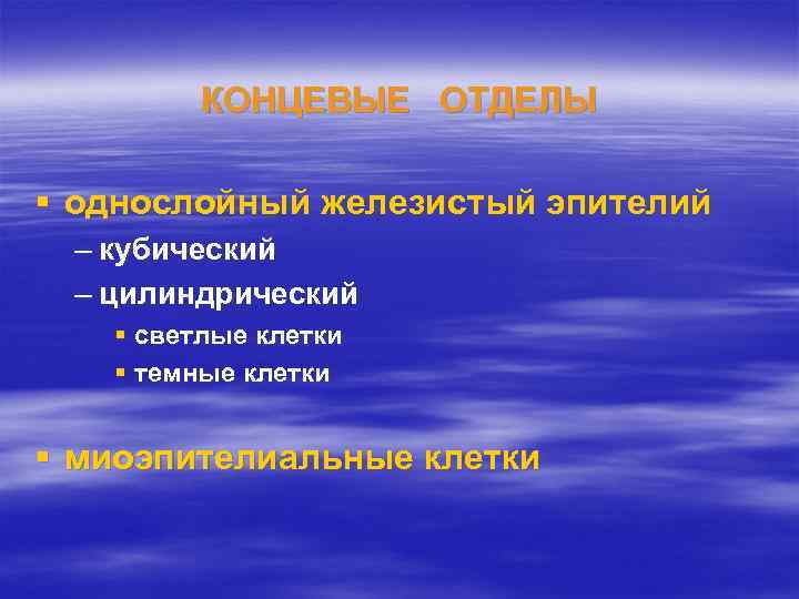 КОНЦЕВЫЕ ОТДЕЛЫ § однослойный железистый эпителий – кубический – цилиндрический § светлые клетки §