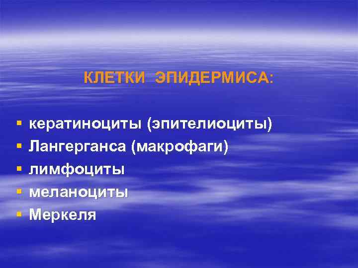КЛЕТКИ ЭПИДЕРМИСА: § § § кератиноциты (эпителиоциты) Лангерганса (макрофаги) лимфоциты меланоциты Меркеля 