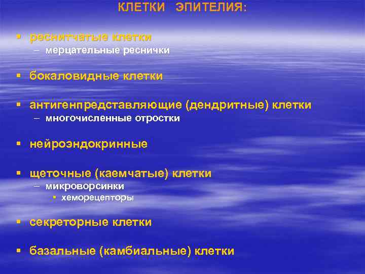 КЛЕТКИ ЭПИТЕЛИЯ: § реснитчатые клетки – мерцательные реснички § бокаловидные клетки § антигенпредставляющие (дендритные)