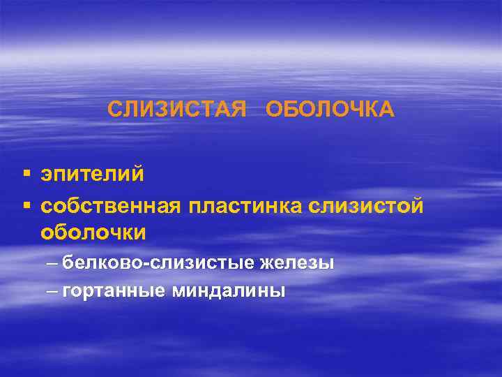 СЛИЗИСТАЯ ОБОЛОЧКА § эпителий § собственная пластинка слизистой оболочки – белково-слизистые железы – гортанные
