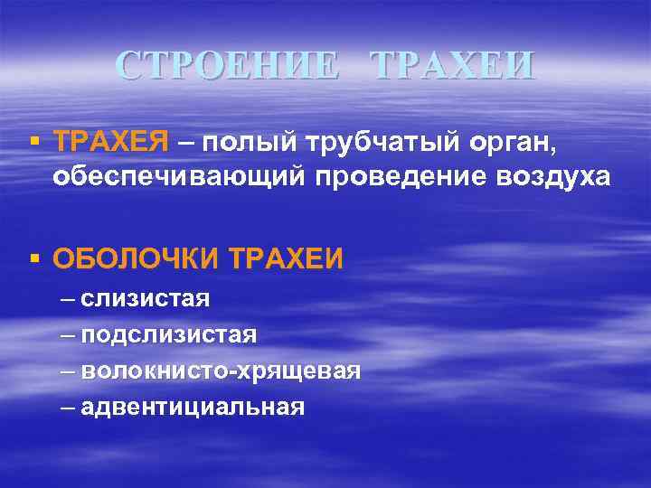 СТРОЕНИЕ ТРАХЕИ § ТРАХЕЯ – полый трубчатый орган, обеспечивающий проведение воздуха § ОБОЛОЧКИ ТРАХЕИ