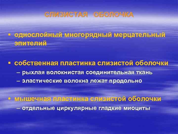 СЛИЗИСТАЯ ОБОЛОЧКА § однослойный многорядный мерцательный эпителий § собственная пластинка слизистой оболочки – рыхлая