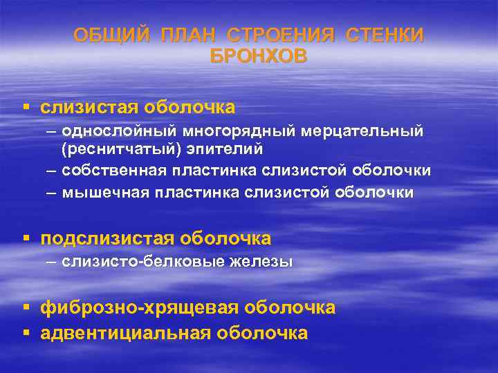 ОБЩИЙ ПЛАН СТРОЕНИЯ СТЕНКИ БРОНХОВ § слизистая оболочка – однослойный многорядный мерцательный (реснитчатый) эпителий