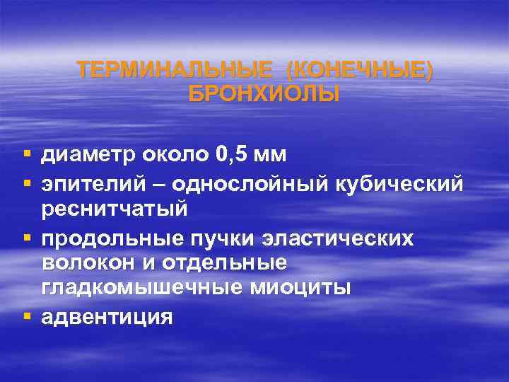 ТЕРМИНАЛЬНЫЕ (КОНЕЧНЫЕ) БРОНХИОЛЫ § диаметр около 0, 5 мм § эпителий – однослойный кубический