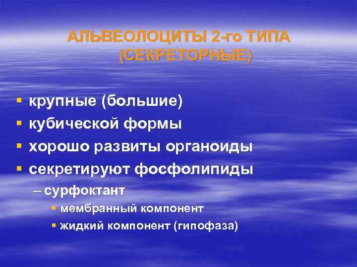 АЛЬВЕОЛОЦИТЫ 2 -го ТИПА (СЕКРЕТОРНЫЕ) § § крупные (большие) кубической формы хорошо развиты органоиды
