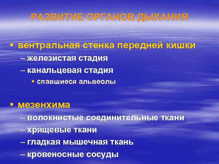 РАЗВИТИЕ ОРГАНОВ ДЫХАНИЯ § вентральная стенка передней кишки – железистая стадия – канальцевая стадия