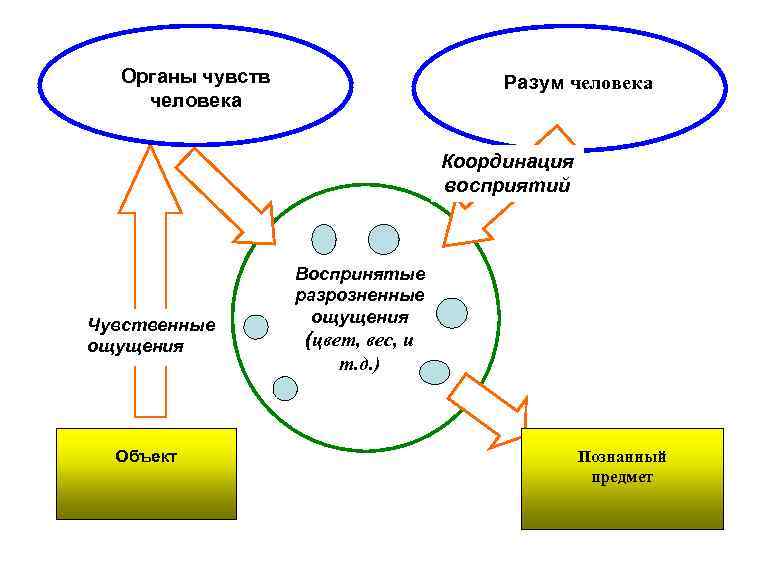  Органы чувств человека Разум человека Координация восприятий Чувственные ощущения Объект Воспринятые разрозненные ощущения