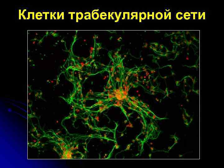 Клетки трабекулярной сети 