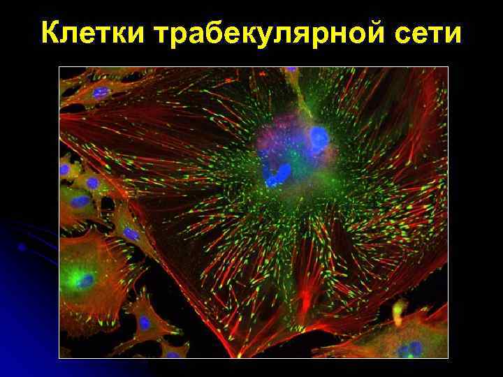 Клетки трабекулярной сети 