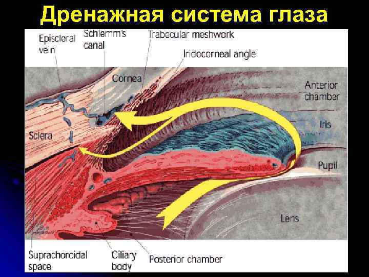 Дренажная система глаза 