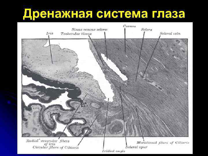 Дренажная система глаза 