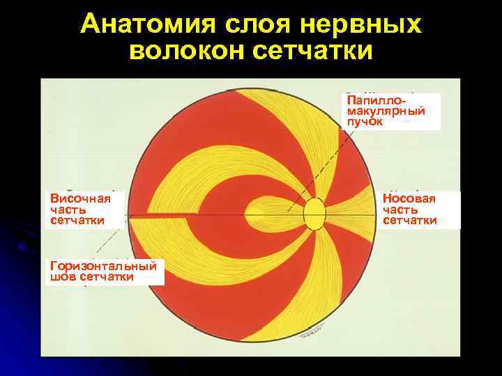 Анатомия слоя нервных волокон сетчатки Папилломакулярный пучок Височная часть сетчатки Горизонтальный шов сетчатки Носовая