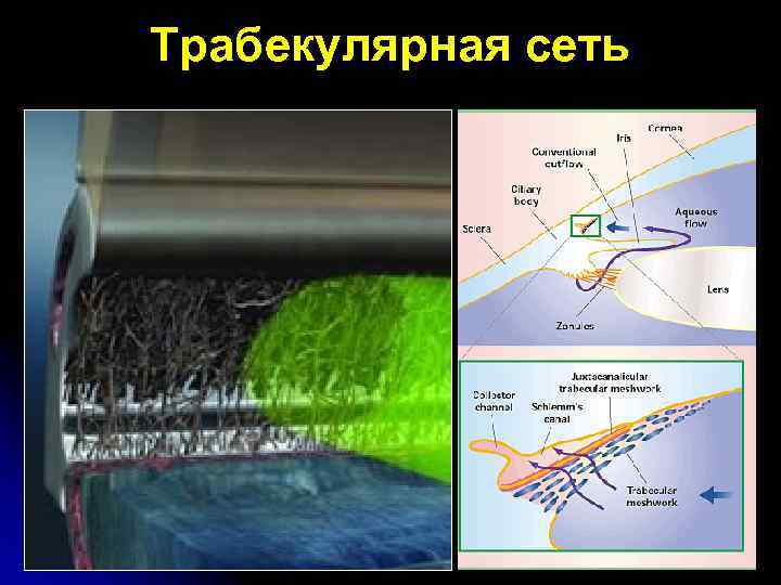 Трабекулярная сеть 