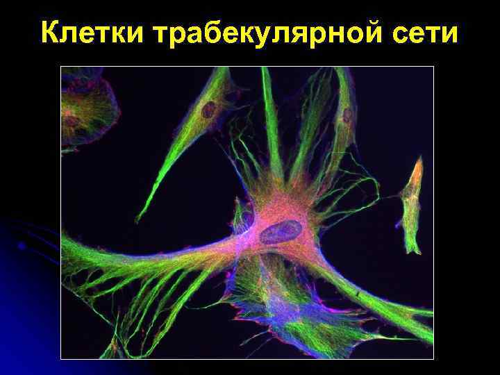 Клетки трабекулярной сети 