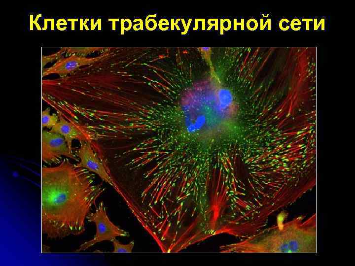 Клетки трабекулярной сети 