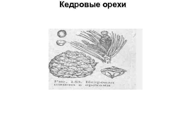 Кедровые орехи 