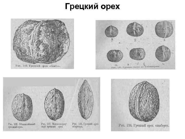 Грецкий орех 