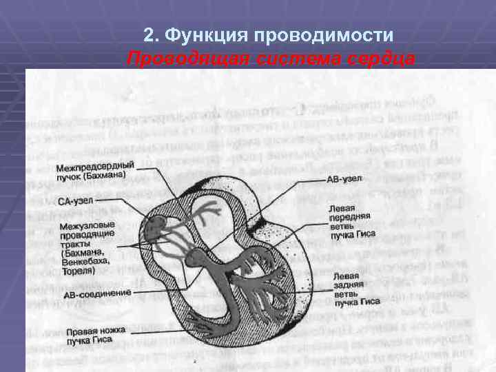 2. Функция проводимости Проводящая система сердца 