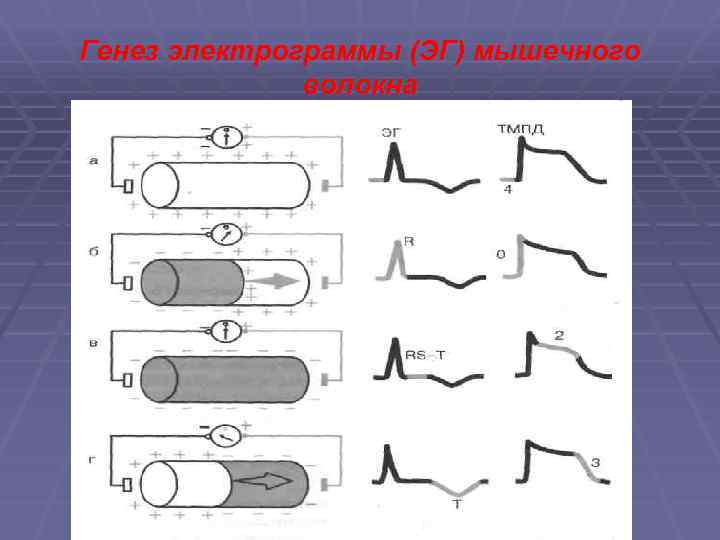 Генез электрограммы (ЭГ) мышечного волокна 