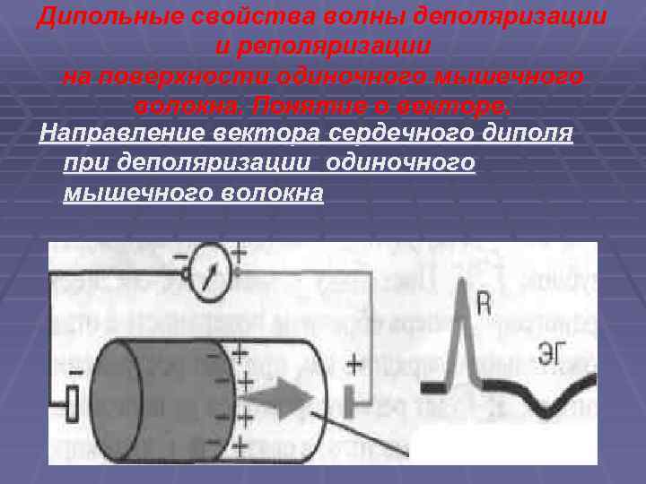 Дипольные свойства волны деполяризации и реполяризации на поверхности одиночного мышечного волокна. Понятие о векторе.