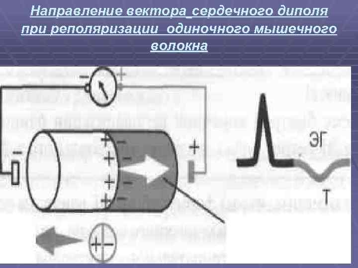 Направление вектора сердечного диполя при реполяризации одиночного мышечного волокна 