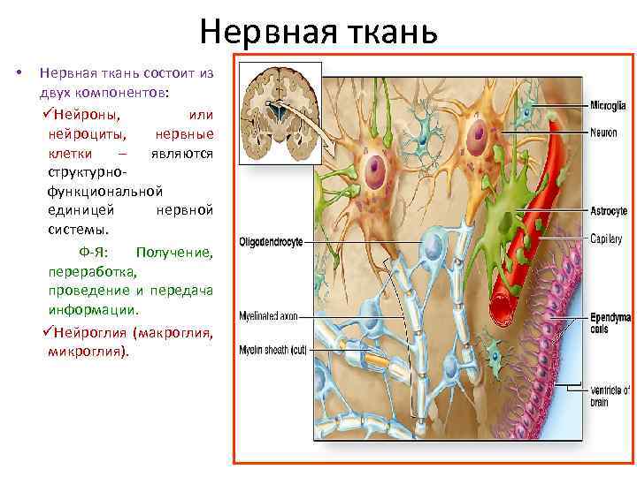 Стенка нервной трубки