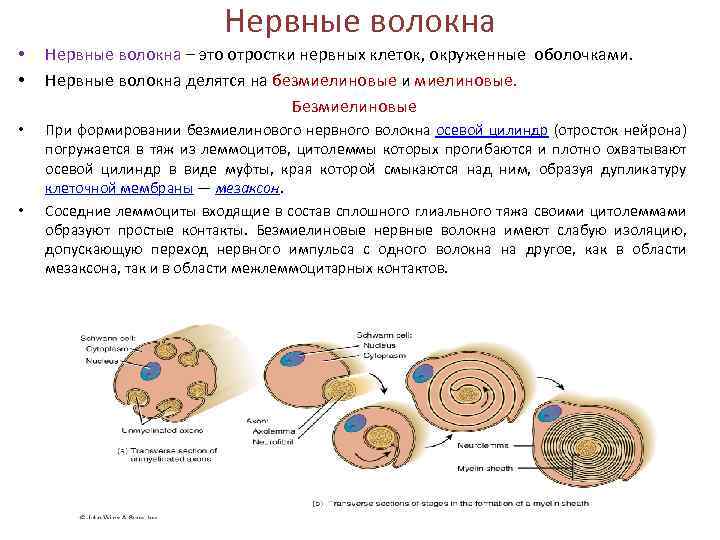 Заполните схему типы нервной деятельности