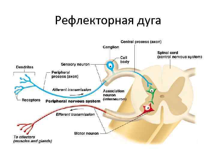 Рефлекторная дуга 