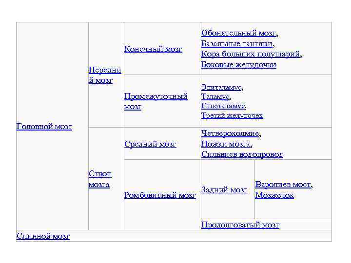 Конечный мозг Обонятельный мозг, Базальные ганглии, Кора больших полушарий, Боковые желудочки Промежуточный мозг Эпиталамус,