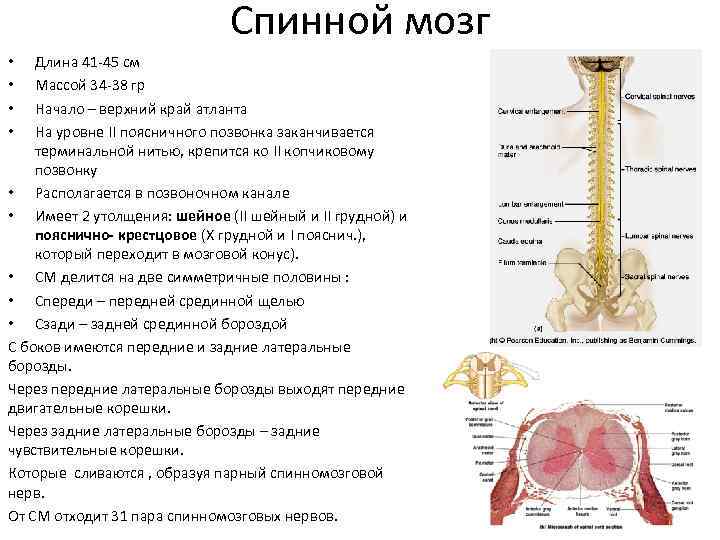 Расскажите о спинном мозге используя следующий план форма длина масса расположение