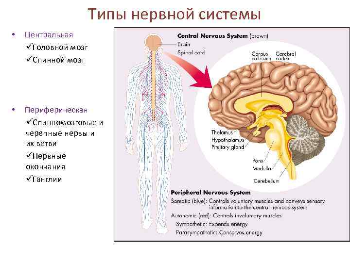 6 типов нервной системы