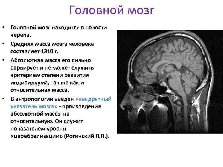 Головной мозг • Головной мозг находится в полости черепа. • Средняя масса мозга человека