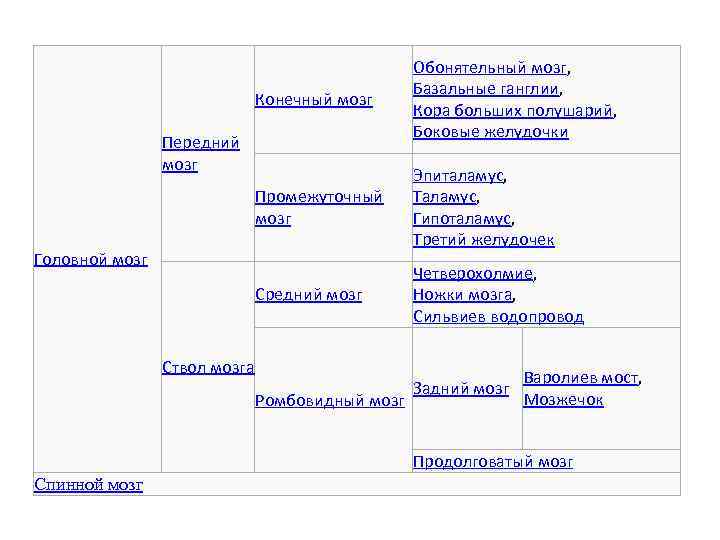 Конечный мозг Обонятельный мозг, Базальные ганглии, Кора больших полушарий, Боковые желудочки Промежуточный мозг Эпиталамус,